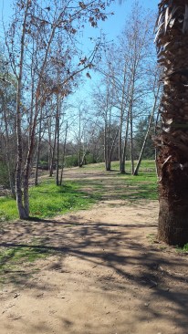 Hole 17 at Kit Carson Park requires a huge anhyzer shot for a lefty, and the Atom is game for the challenge.